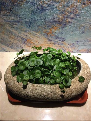 長春高新生長激素集采傳聞引發(fā)跌停，公司回應(yīng)“市場預(yù)期但未獲信息”